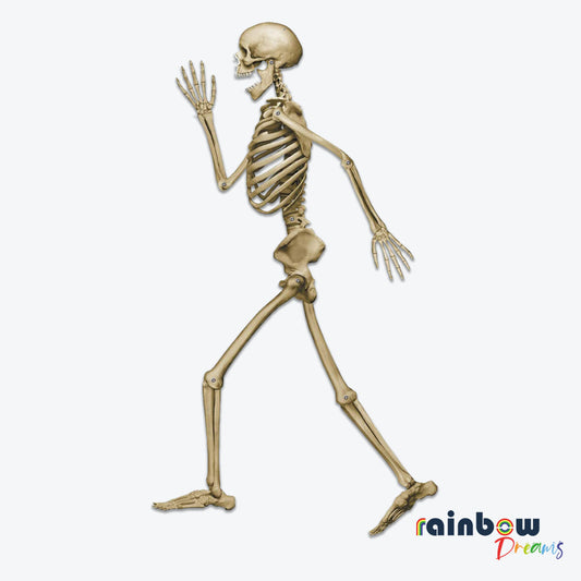 COMPLETELY ASSEMBLED PROFILE PETE SKELETON